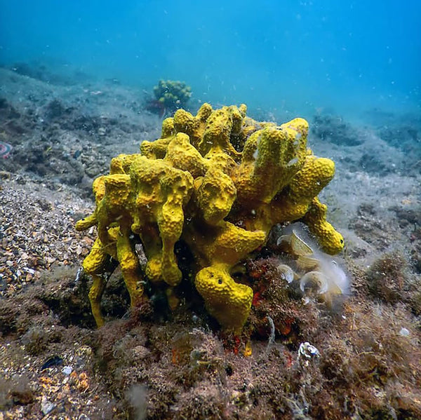 100% Natural Sea Sponges from the Greek Seas
