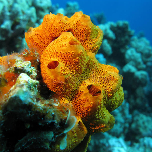 100% Natural Sea Sponges from the Greek Seas